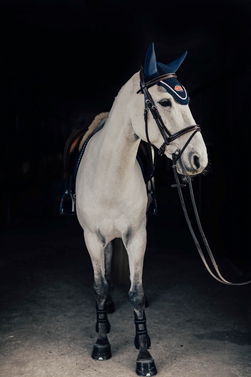 Träns Lack Cob Brun Silverspännen