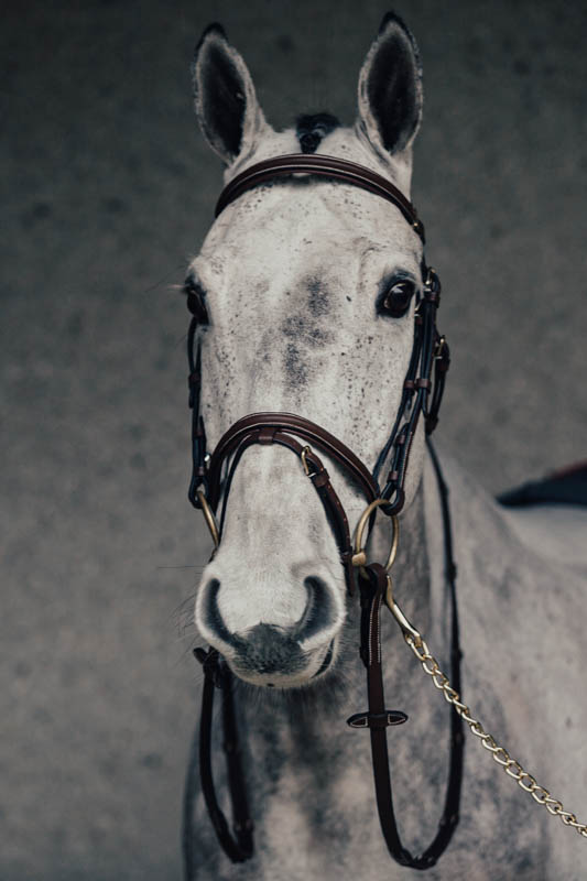 Träns Emporio Pony Brun Silverspännen