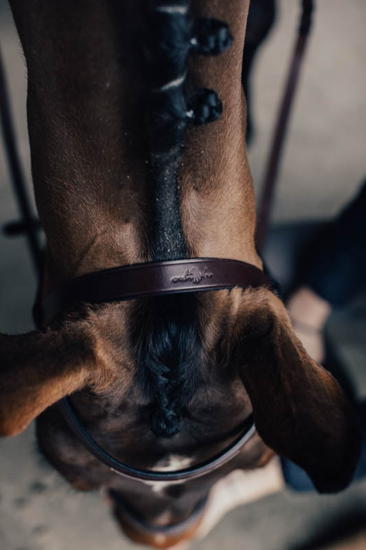Träns Jakt m. Silverspänne & Flätad Tygel Cob Brun