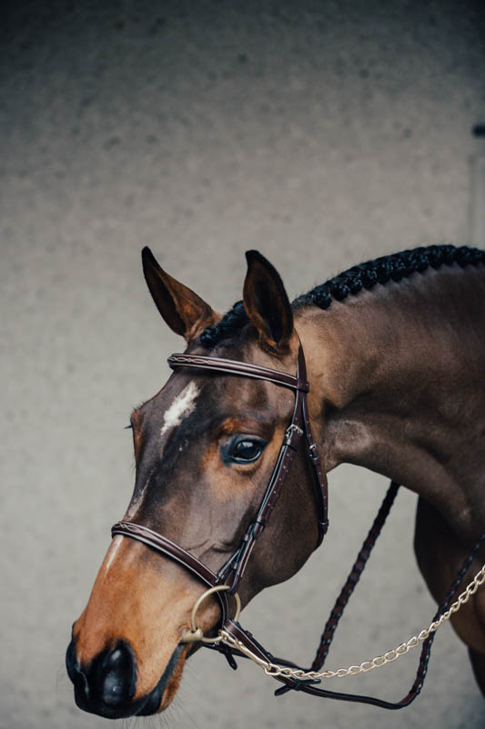 Träns Jakt m. Silverspänne & Flätad Tygel Cob Brun