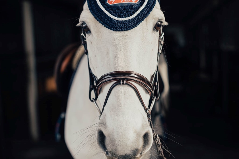 Träns Lack Cob Brun Silverspännen