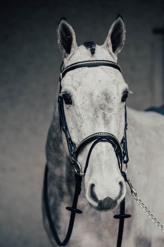 Träns Klinker Pony Brun Silverspännen